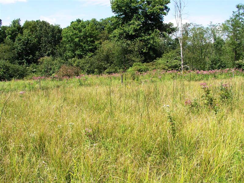 Mixed Forb - Graminoid Wet Meadow